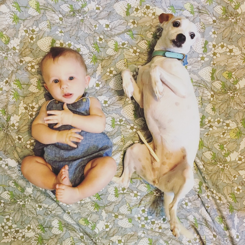 Dog Friendly Home
